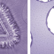 Image of polymer crystallization