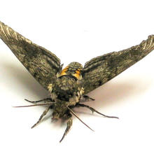 Photo of a moth