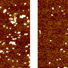 Left image: gold nanoparticles trapped on a brown collection surface. Right: fewer nanoparticles