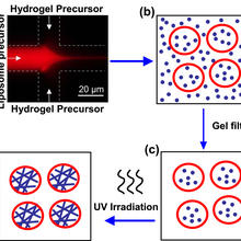 Schematic depicting the creation of liposome-hydrogel hybrids.