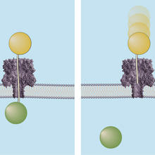 Graphic depicting how the ice fishing method determines the distance across a membrane nanopore. 