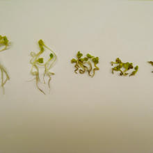 Graphic of 5 radish plants showing effects of increasing exposure to BPs and NPs