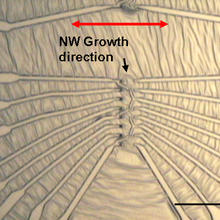 Optical image shows metal electrodes attached to zinc oxide nanowires using the NIST technique.