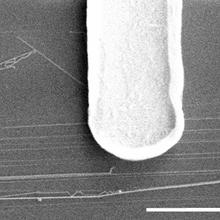 Scanning electron microscope image shows electrodes connected to group of nanowires.