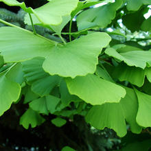 Photo of ginkgo leaves
