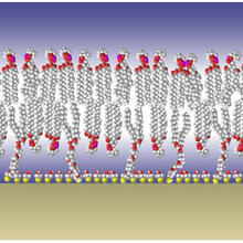 Diagram of NIST's tethered bilayer membrane model