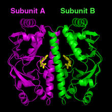 Computer model of the predicted structure for the cyclic AMP receptor protein (CRP) found in Mycobacterium tuberculosis. 