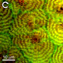 Typical BCARS composite image of a polyethylene blend