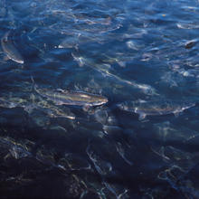 Salmon swimming within a netted pen at a fish farm in Maine.
