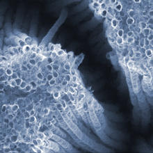 An electron micrograph of nanotubes made from titanium dioxide (TiO2). 