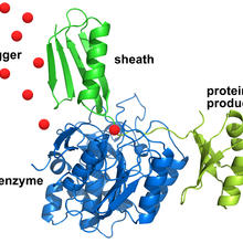 Illustration of protein purification