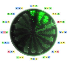 Image of an agar plate
