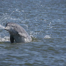 Bottlenose dolphin splashing