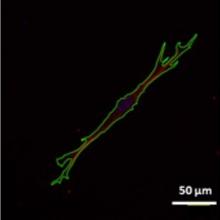 Cell Characterization for Cell Therapy and Regenerative Medicine 