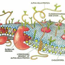 Diagram of a cell membrane with labels