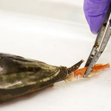 cone snail eating a fish