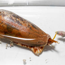 Striated cone snail, Conus striatus