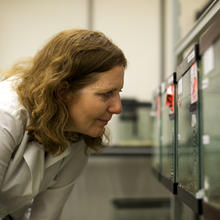 Scientist looking into tanks of snails