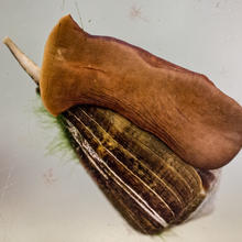cone snail, as seen from underneath
