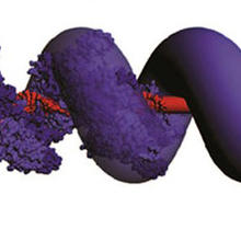 Illustration of protein RecA wrapped around double-stranded DNA