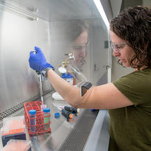 Researcher Erica Stein pipetting under chemical hood