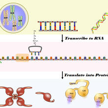 an illustration of the central dogma of molecular biology