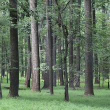 Trees in a forest