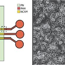 Left image of green rectangular box crossed by yellow slim rectangles with orange bulb ends, and right is black and white with small cells