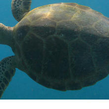 Sea turtle in water