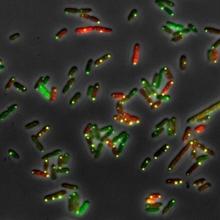 Absolute quantitation of mRNA molecules in bacterial cells