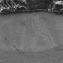 Secondary electron image of chemically etched cross section of a single 195 W and 800 mm/s laser track on an IN625 bare plate.