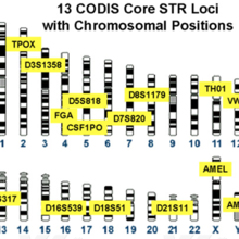 13 CODIS Core STR Loci with Chromosomal Positions