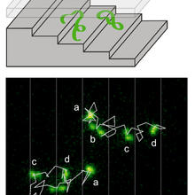 The top illustration shows a strand of DNA going down a nanometer-scale suitcase; the bottom illustration shows the trajectories of the DNA strands as they descend the staircase.