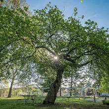 an apple tree standing in a courtyard with the sun streaming through its leaves