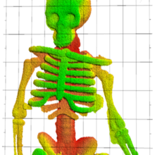 Skeleton of bright green and yellow with some pink and dark blue