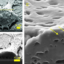 three close up images of cells