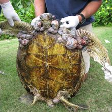 Underside of a turtle with growths