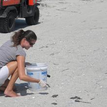 woman kneeling on sand with bucket turtle hatchlings