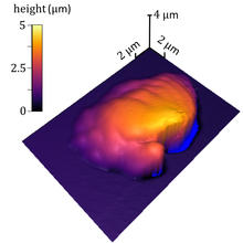 purple rectangular bottom with an uneven purple lump that is yellow and orange toward the center. The yellow and orange sections represent a taller height.