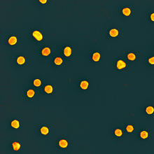 black background with yellow ovals