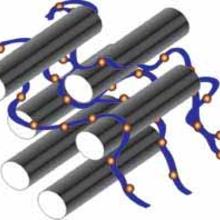 single-walled carbon nanotubes