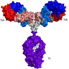 NISTmAb