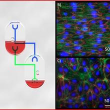 pumpless microfluidic device