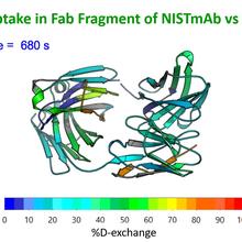 Deuterium uptake in NISTmAb Fab Fragment