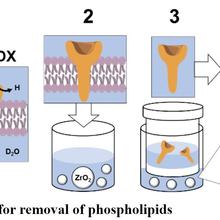 HDX workflow removal of phospholipids