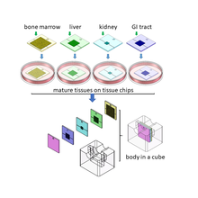 pumpless body cube with four tissues
