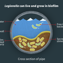 Cross-section of pipe showing bacteria collecting in bottom.