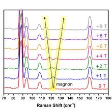 This graphic from the researchers’ paper is a series of Raman spectra measured at seven different strengths of magnetic field in Tesla (T). 