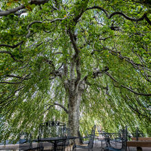 Picture underneath a big weeping willow tree