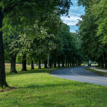 Green trees line two sides of a road. Back of car on the road 